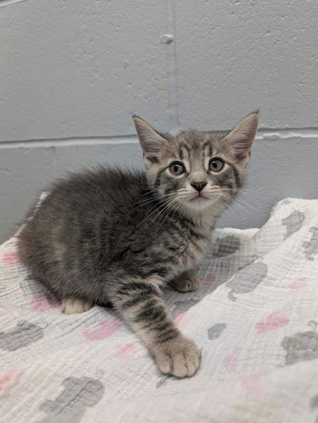 Astro, a 8 weeks old Grey Tabby Male Domestic Short Hair Kitten