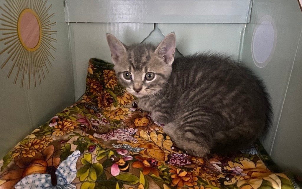 Apple Blossom, a 8 weeks old Grey Tabby Female Domestic Short Hair Kitten