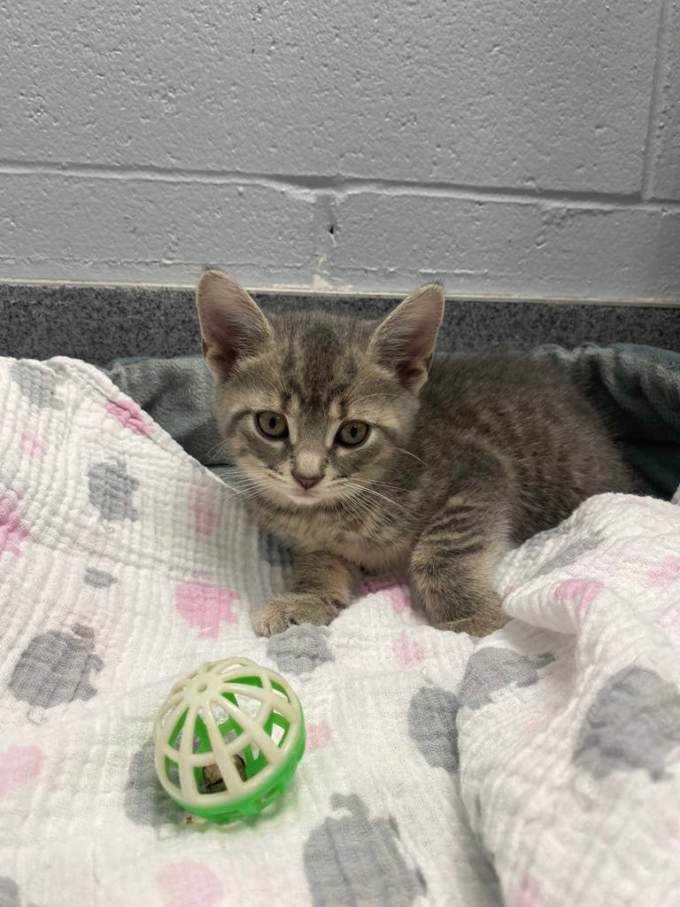 Apple Blossom, a 8 weeks old Grey Tabby Female Domestic Short Hair Kitten
