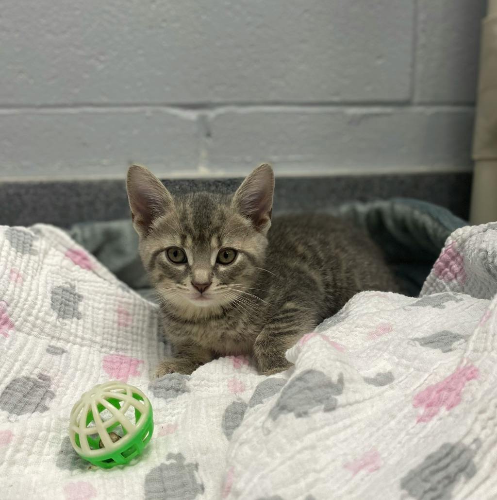Apple Blossom, a 8 weeks old Grey Tabby Female Domestic Short Hair Kitten