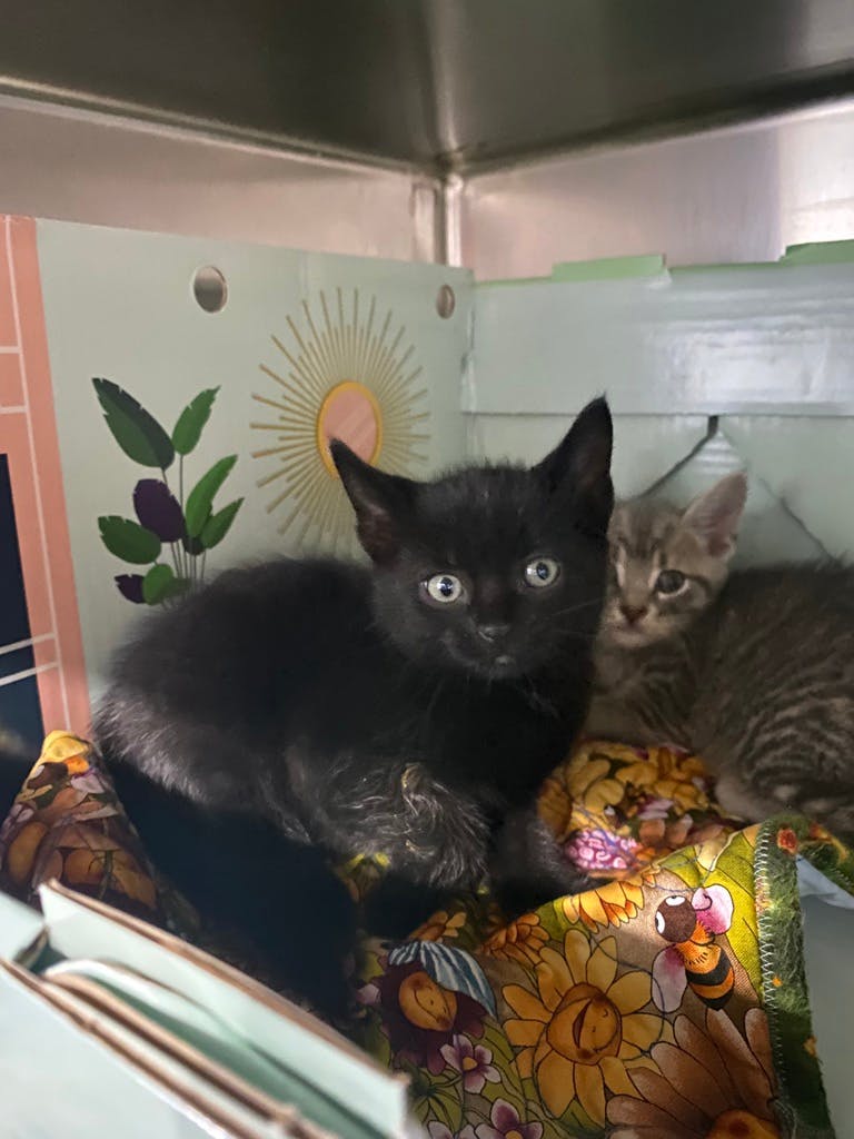 Blue Orchid, a 8 weeks old Black Female Domestic Short Hair Kitten
