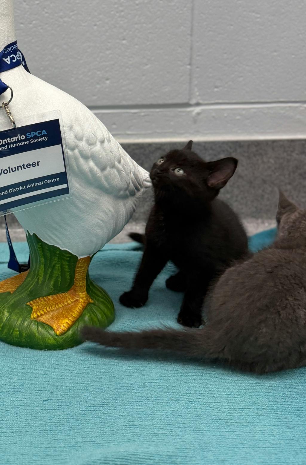 Blue Orchid, a 8 weeks old Black Female Domestic Short Hair Kitten