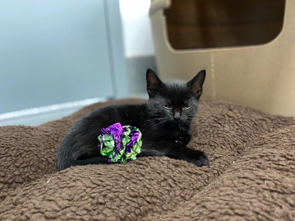 Blue Orchid, a 8 weeks old Black Female Domestic Short Hair Kitten