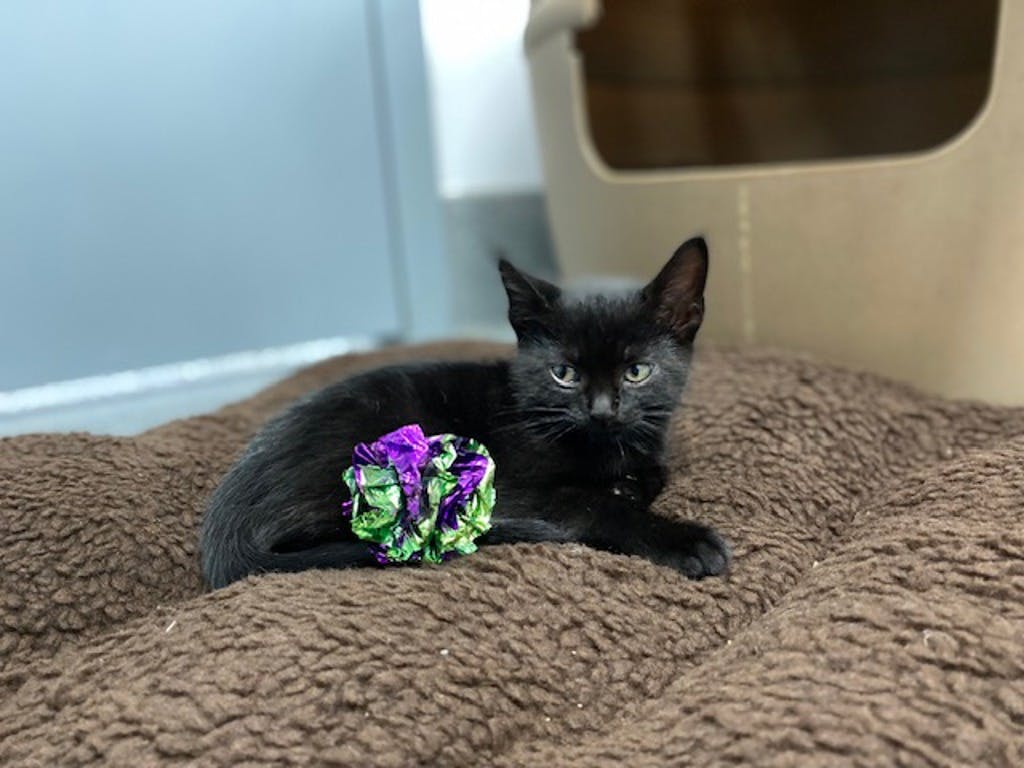 Blue Orchid, a 8 weeks old Black Female Domestic Short Hair Kitten