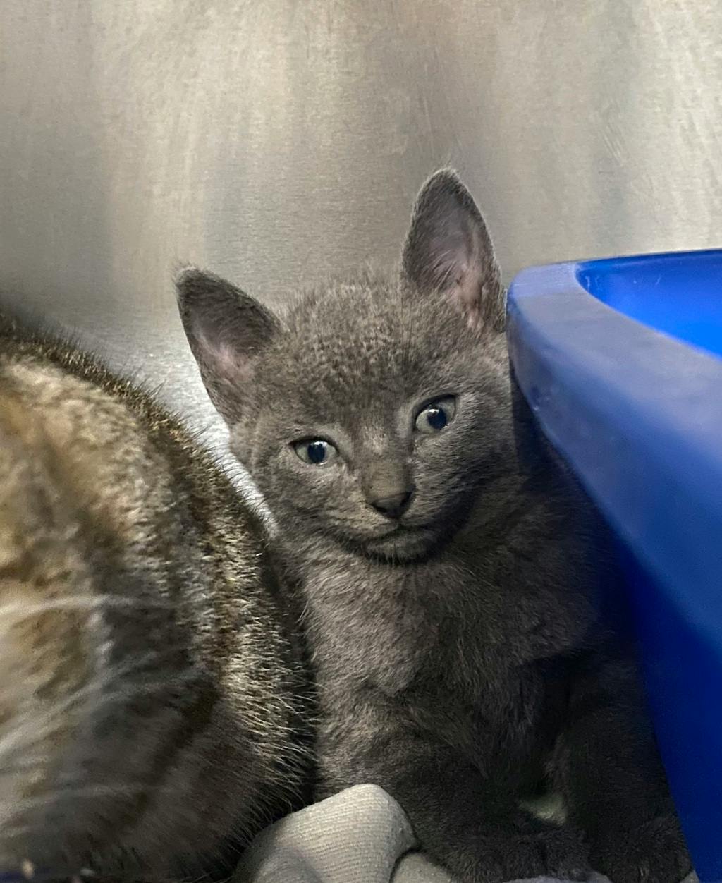 Aluminum, a 8 weeks old Grey Male Domestic Short Hair Kitten