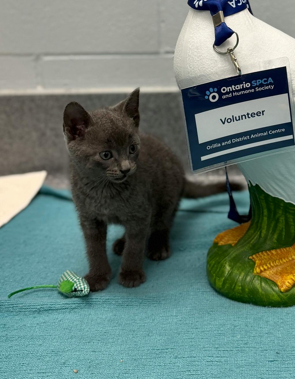 Aluminum, a 8 weeks old Grey Male Domestic Short Hair Kitten