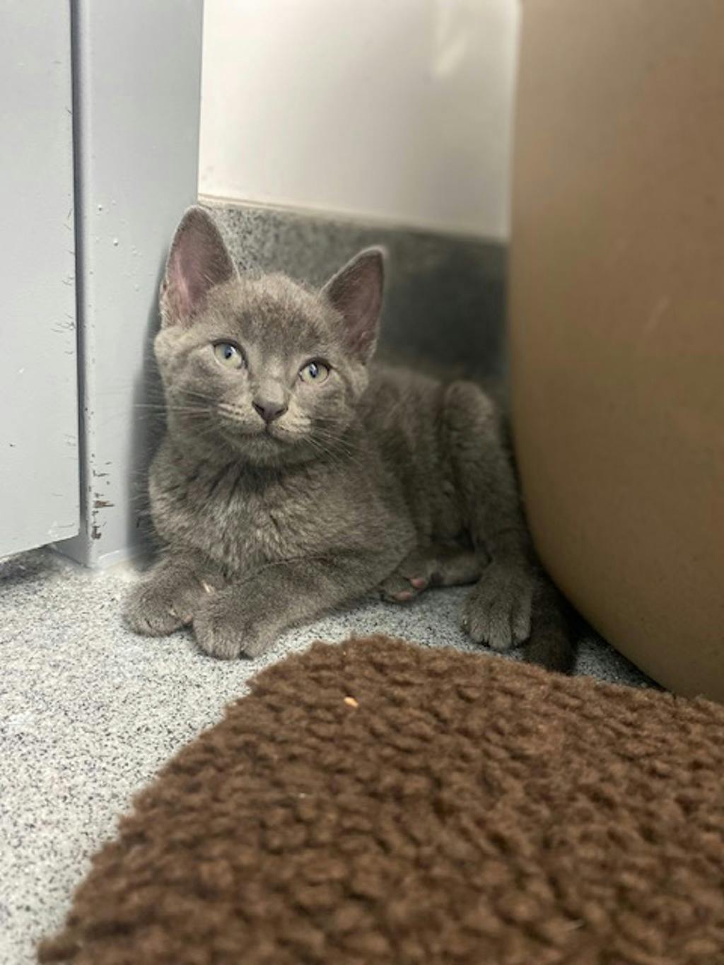 Aluminum, a 8 weeks old Grey Male Domestic Short Hair Kitten