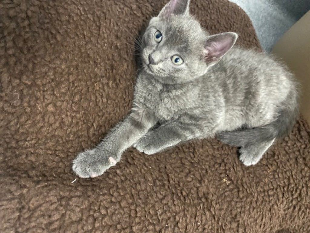 Aluminum, a 8 weeks old Grey Male Domestic Short Hair Kitten