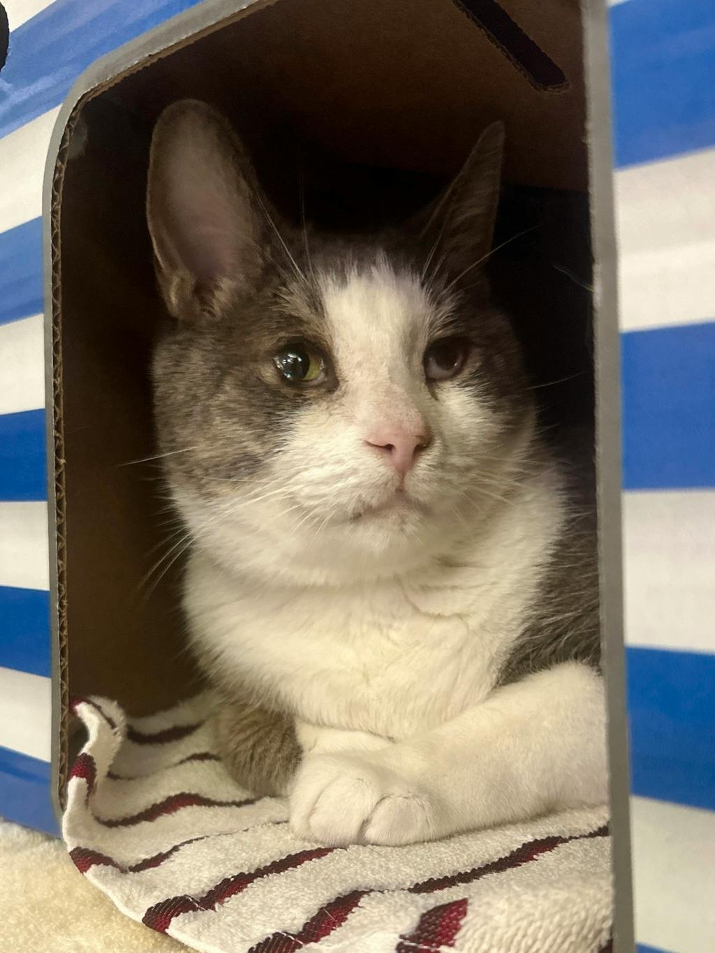 Mr.Leggings, a 7 years old Black Male Domestic Short Hair Cat