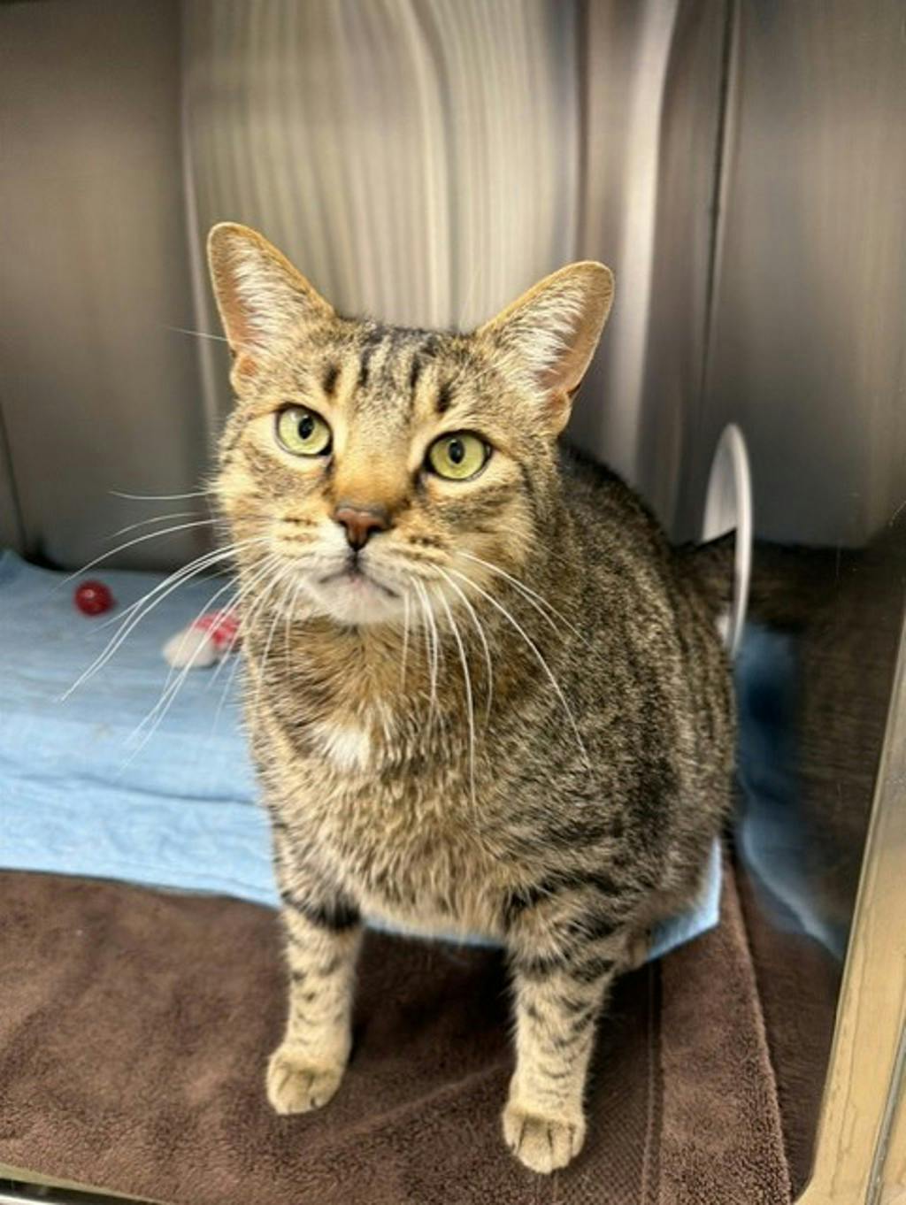 Mowat, a 8 years old Brown Tabby Male Domestic Short Hair Cat
