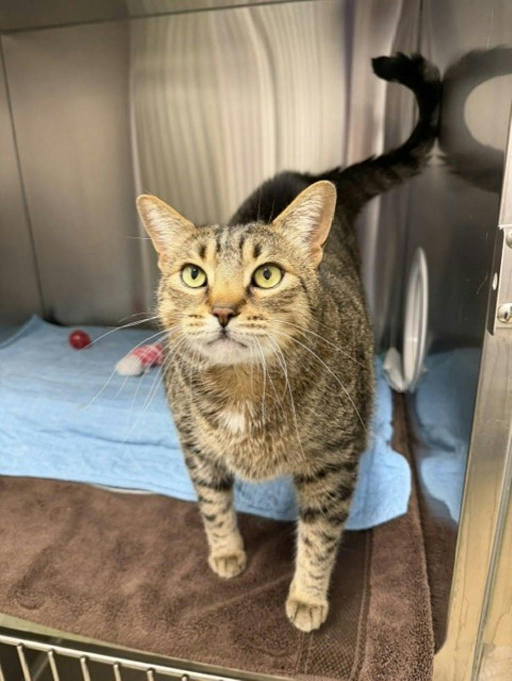 Mowat, a 8 years old Brown Tabby Male Domestic Short Hair Cat