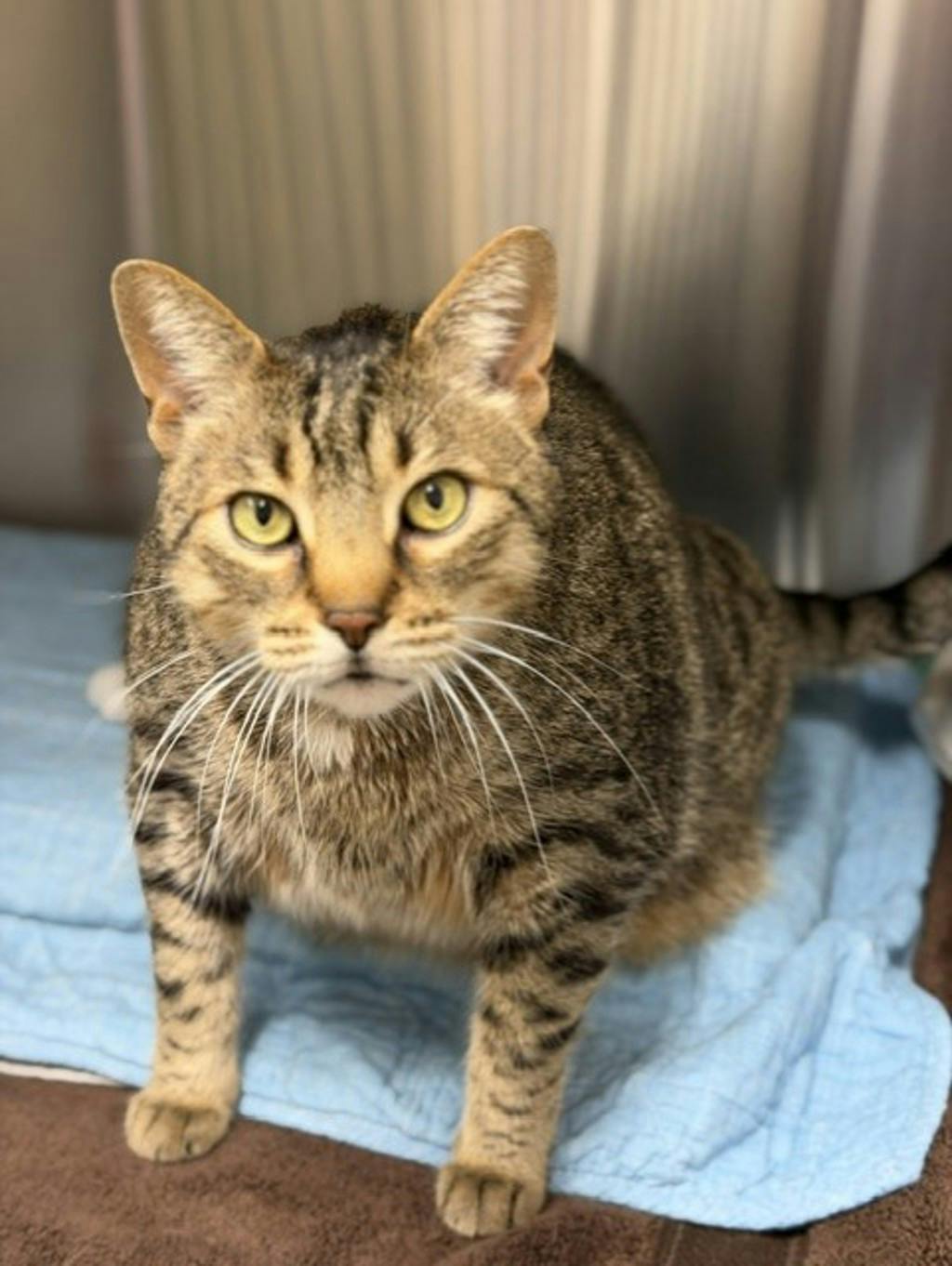 Mowat, a 8 years old Brown Tabby Male Domestic Short Hair Cat
