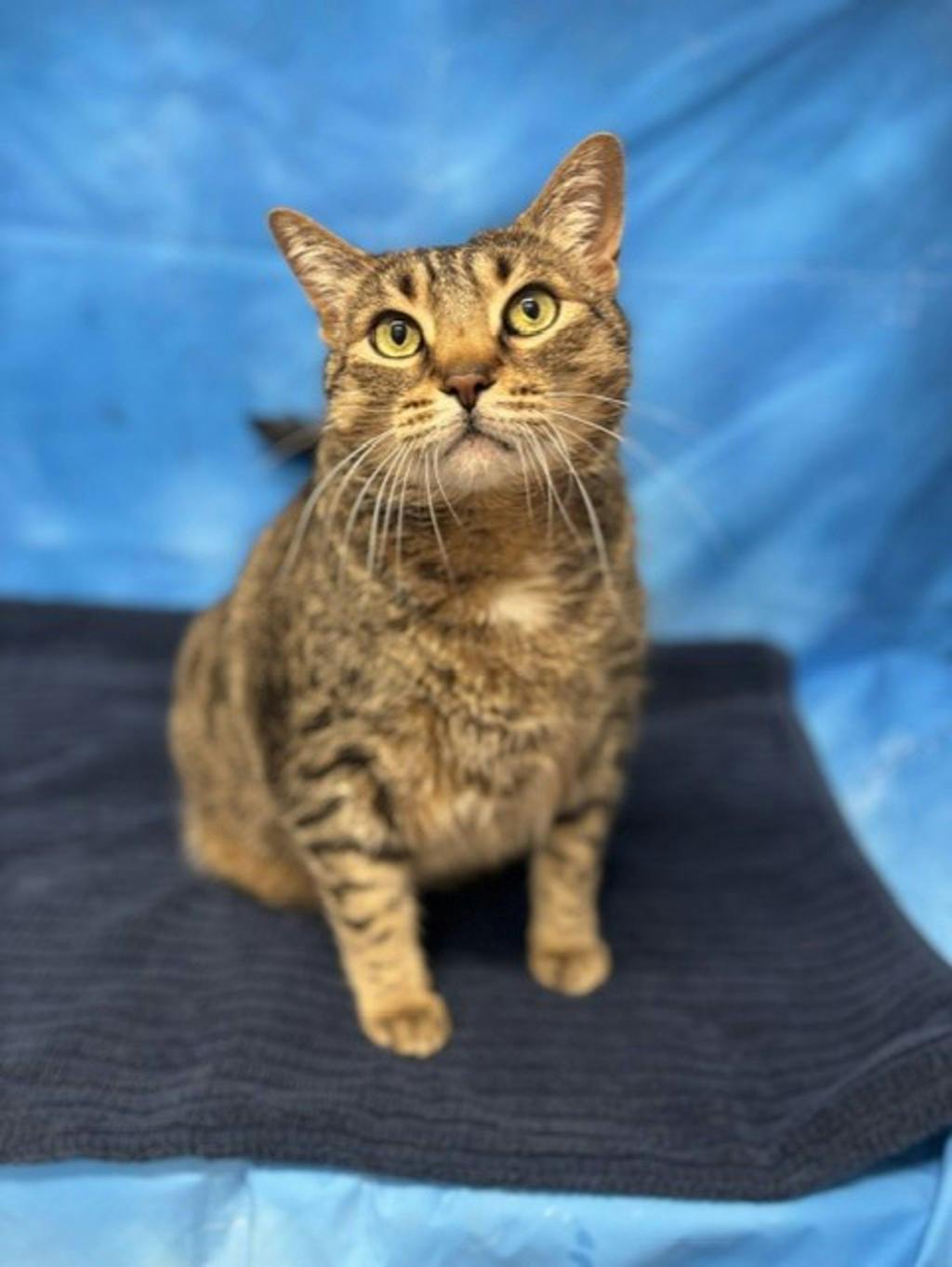 Mowat, a 8 years old Brown Tabby Male Domestic Short Hair Cat