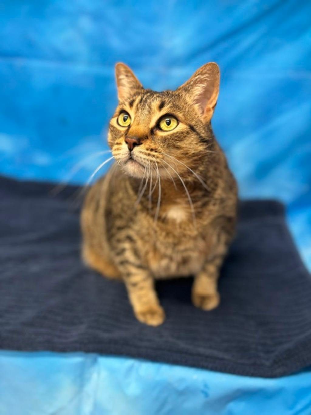 Mowat, a 8 years old Brown Tabby Male Domestic Short Hair Cat