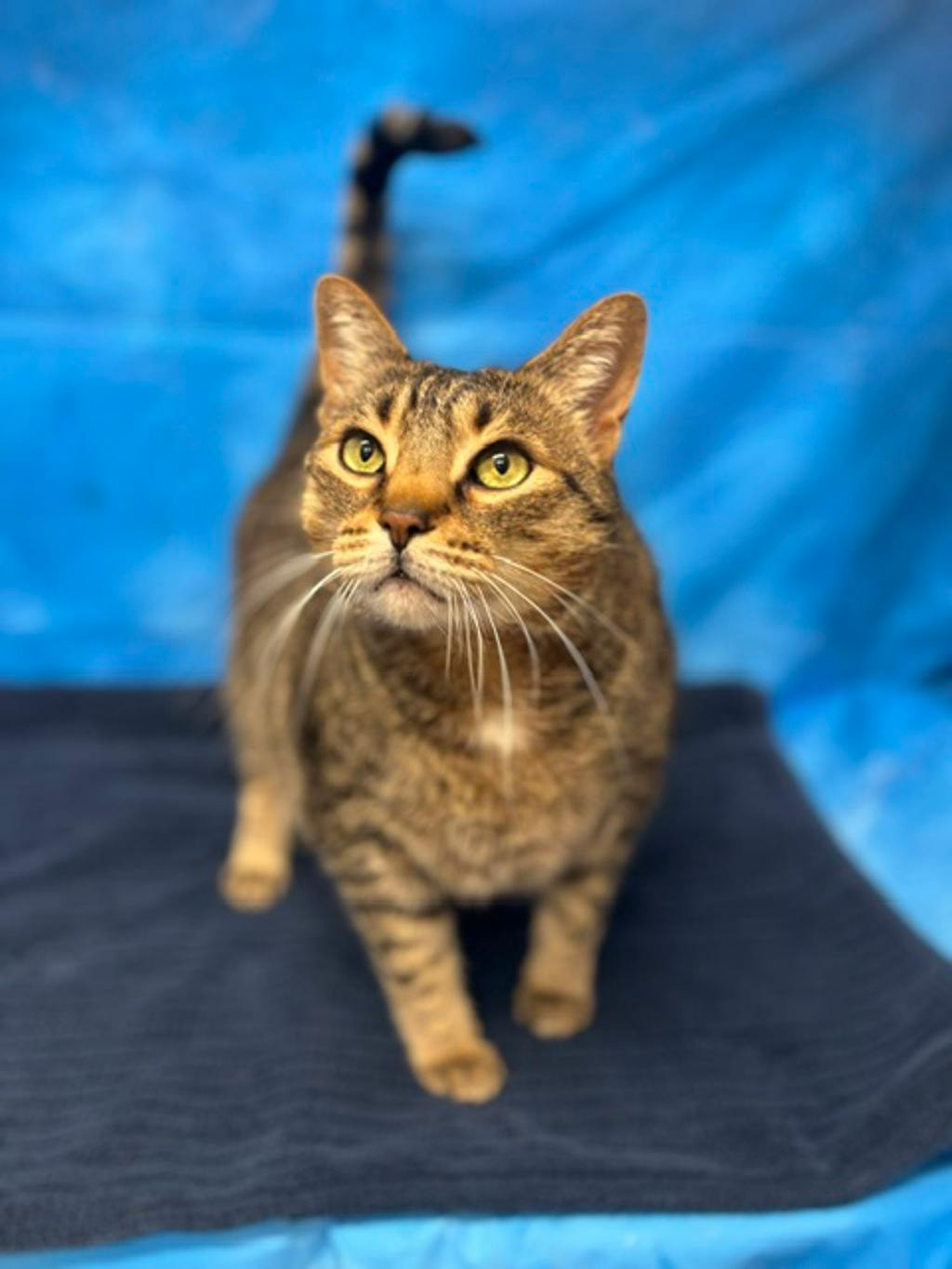 Mowat, a 8 years old Brown Tabby Male Domestic Short Hair Cat
