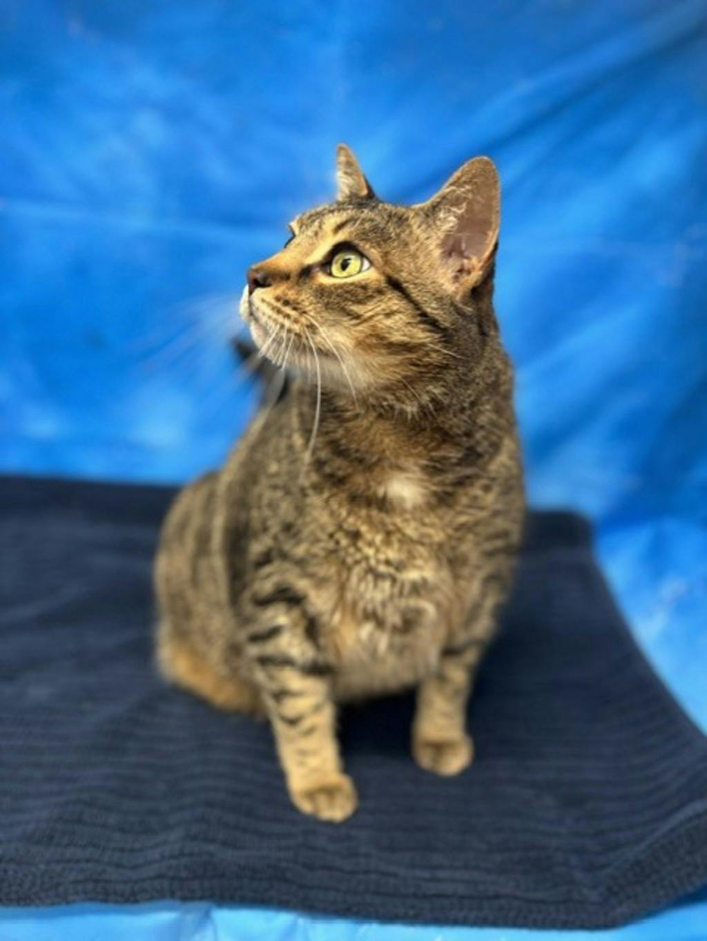 Mowat, a 8 years old Brown Tabby Male Domestic Short Hair Cat