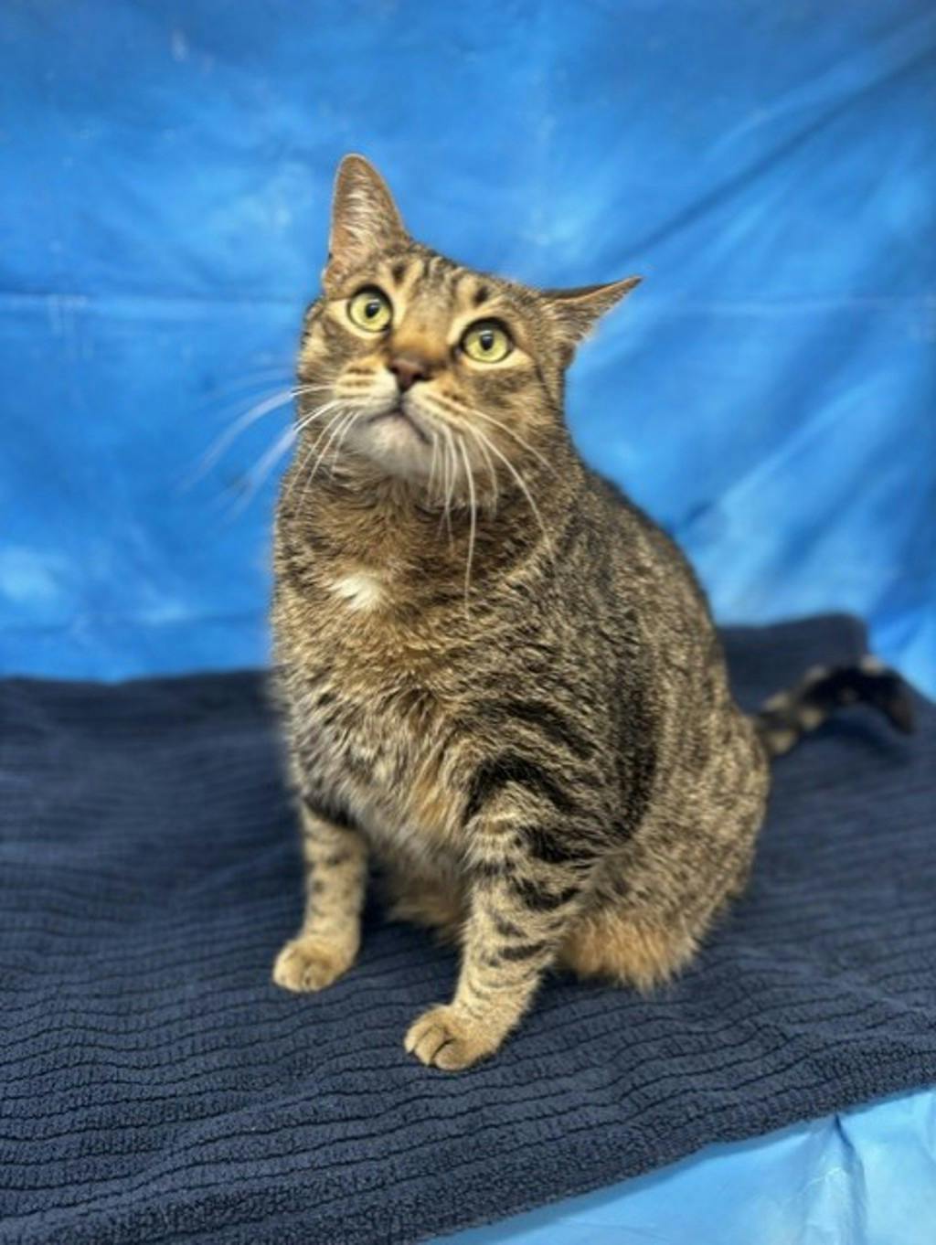 Mowat, a 8 years old Brown Tabby Male Domestic Short Hair Cat