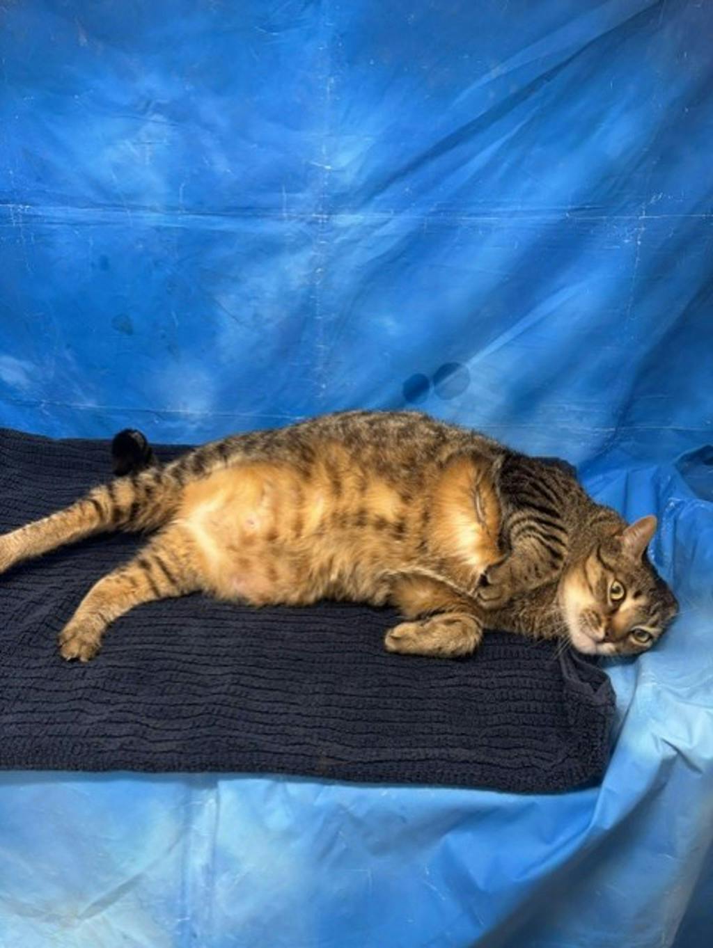 Mowat, a 8 years old Brown Tabby Male Domestic Short Hair Cat