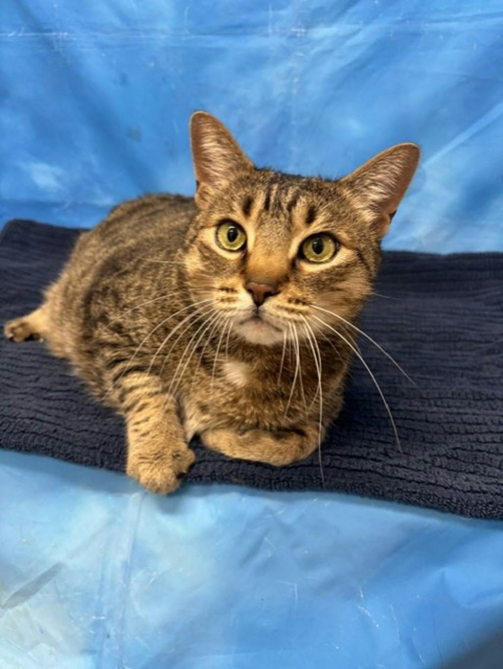 Mowat, a 8 years old Brown Tabby Male Domestic Short Hair Cat