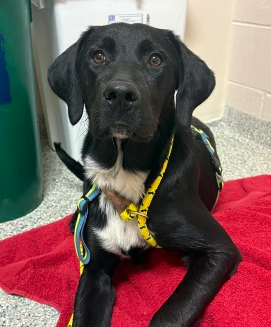 Labrador Retriever