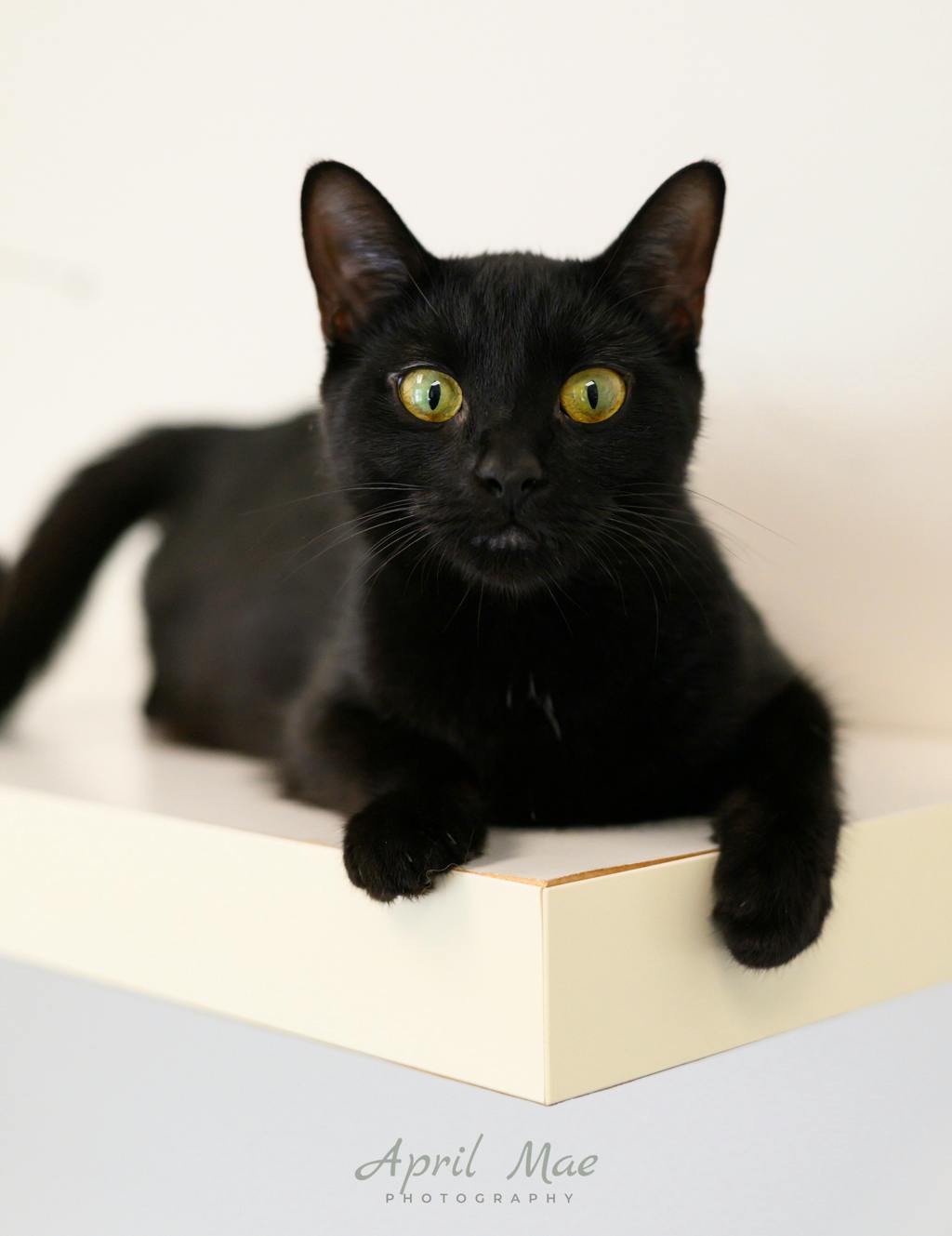 Alice, a 2 years old Black Female Domestic Short Hair Cat