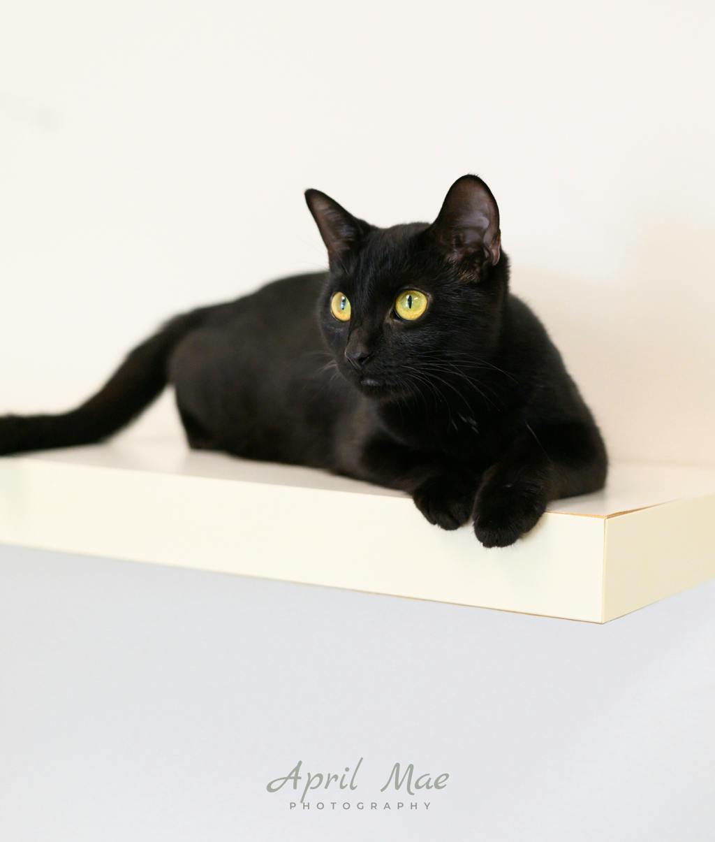 Alice, a 2 years old Black Female Domestic Short Hair Cat