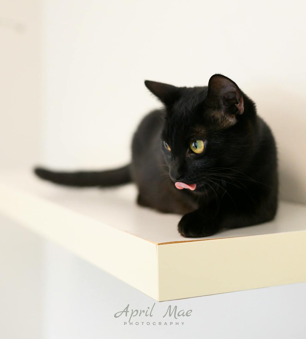 Alice, a 2 years old Black Female Domestic Short Hair Cat