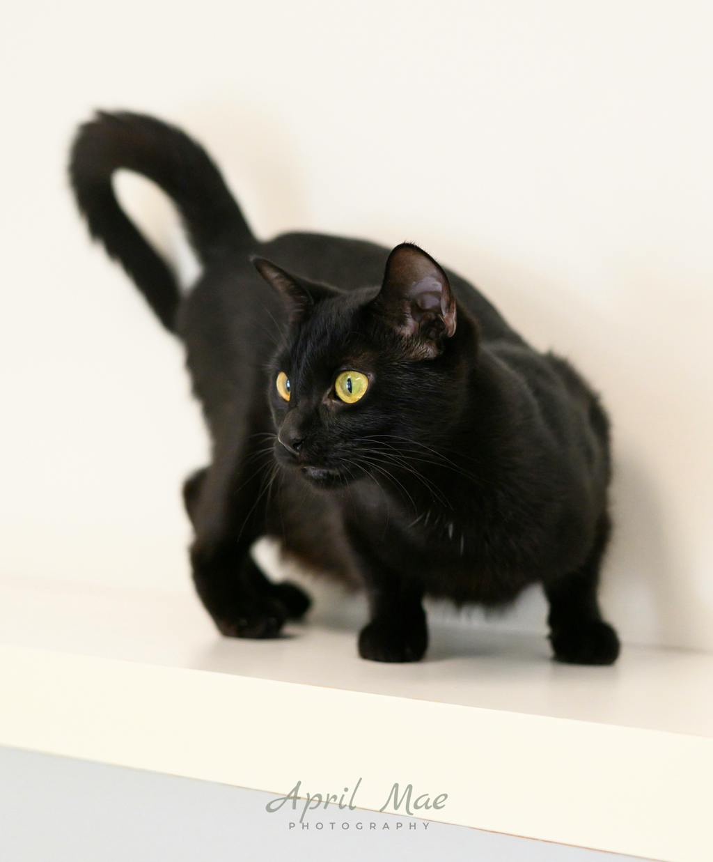 Alice, a 2 years old Black Female Domestic Short Hair Cat