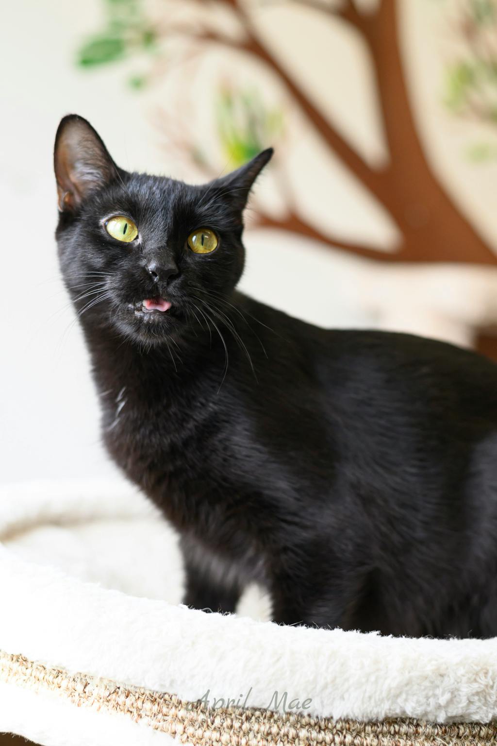 Alice, a 2 years old Black Female Domestic Short Hair Cat