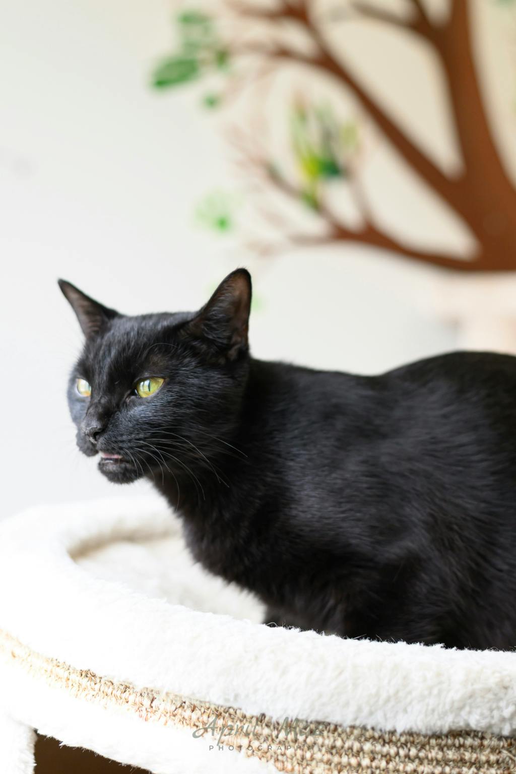 Alice, a 2 years old Black Female Domestic Short Hair Cat