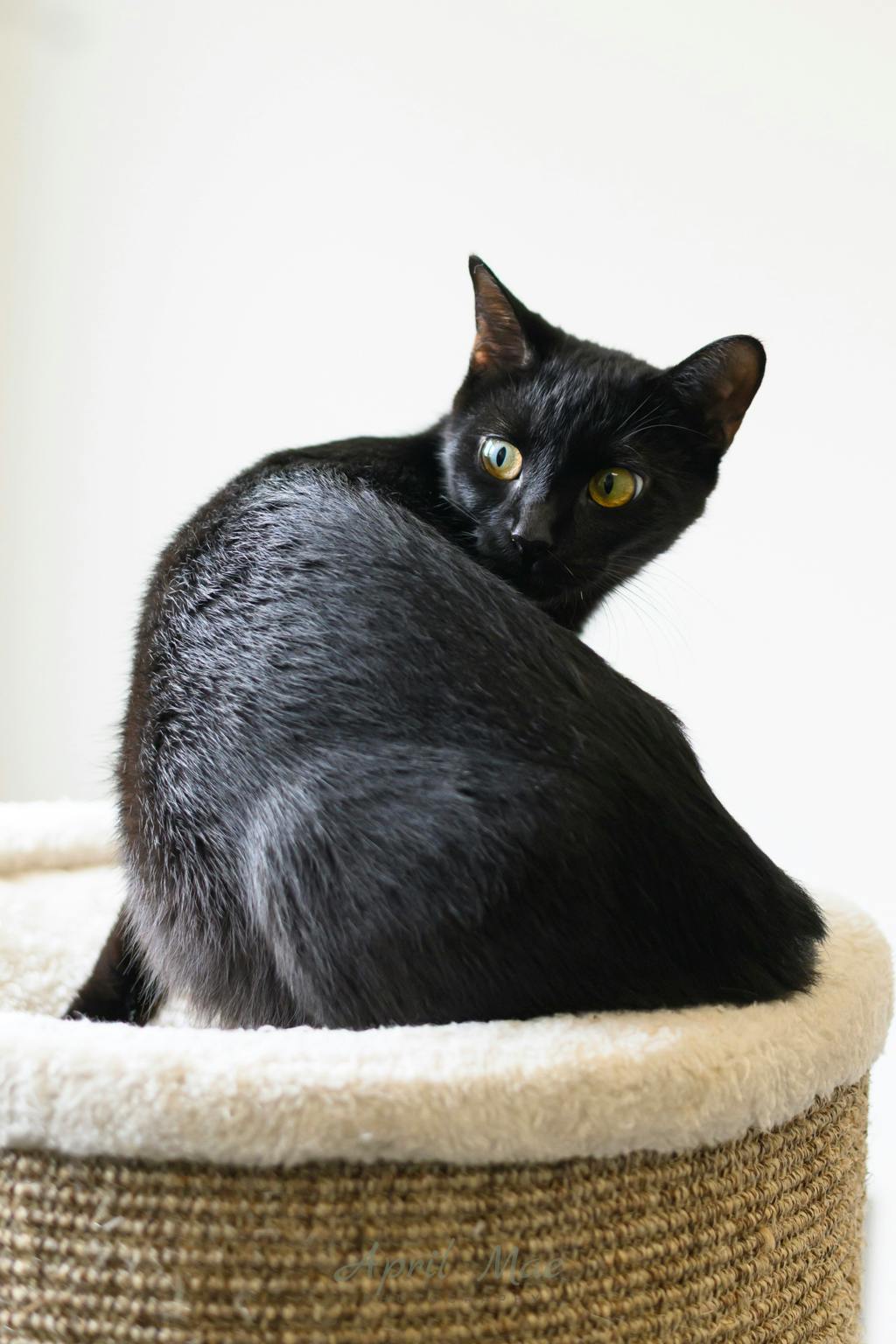 Alice, a 2 years old Black Female Domestic Short Hair Cat