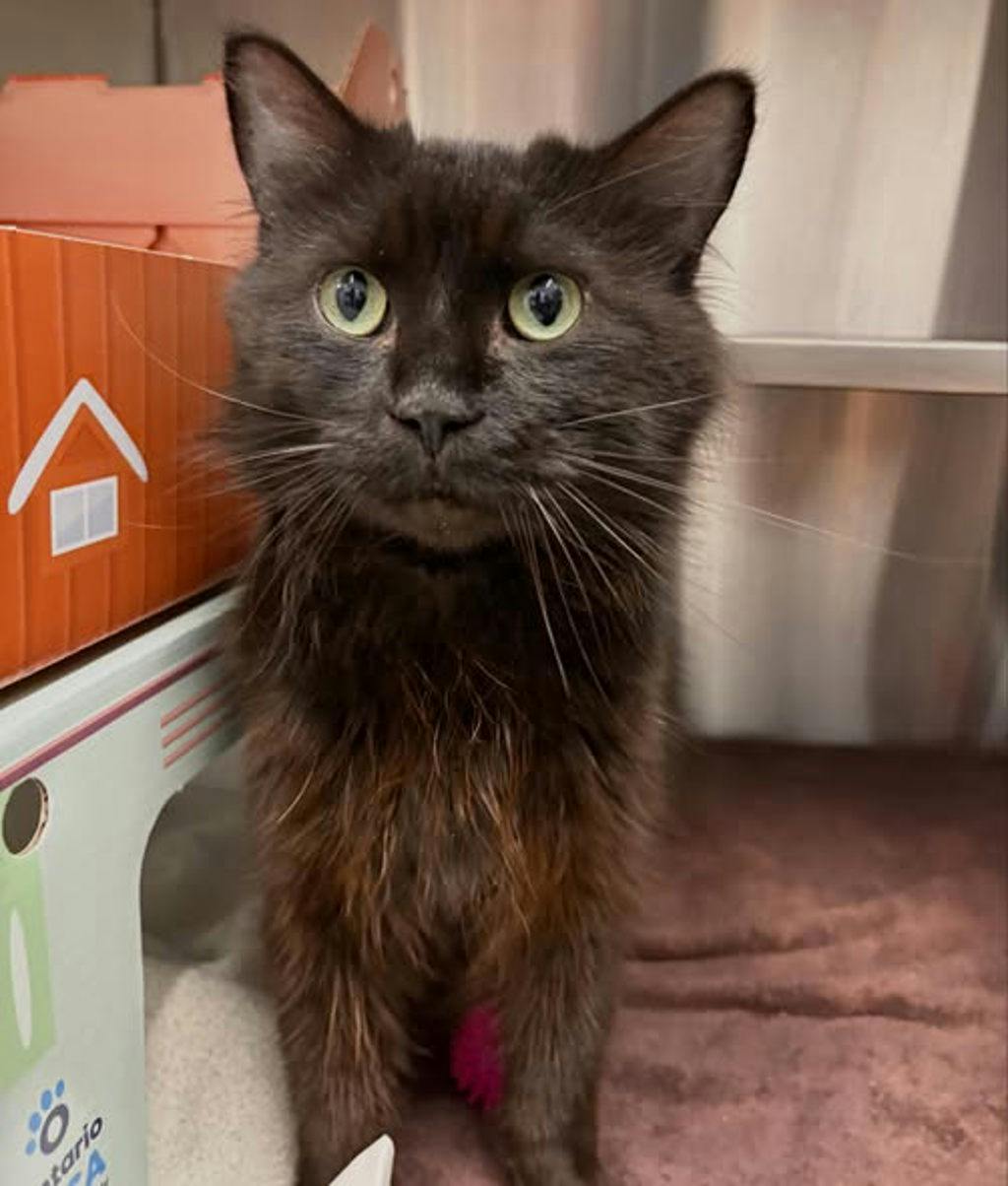 Obsidian, a 2 years old Black Male Domestic Medium Hair Cat