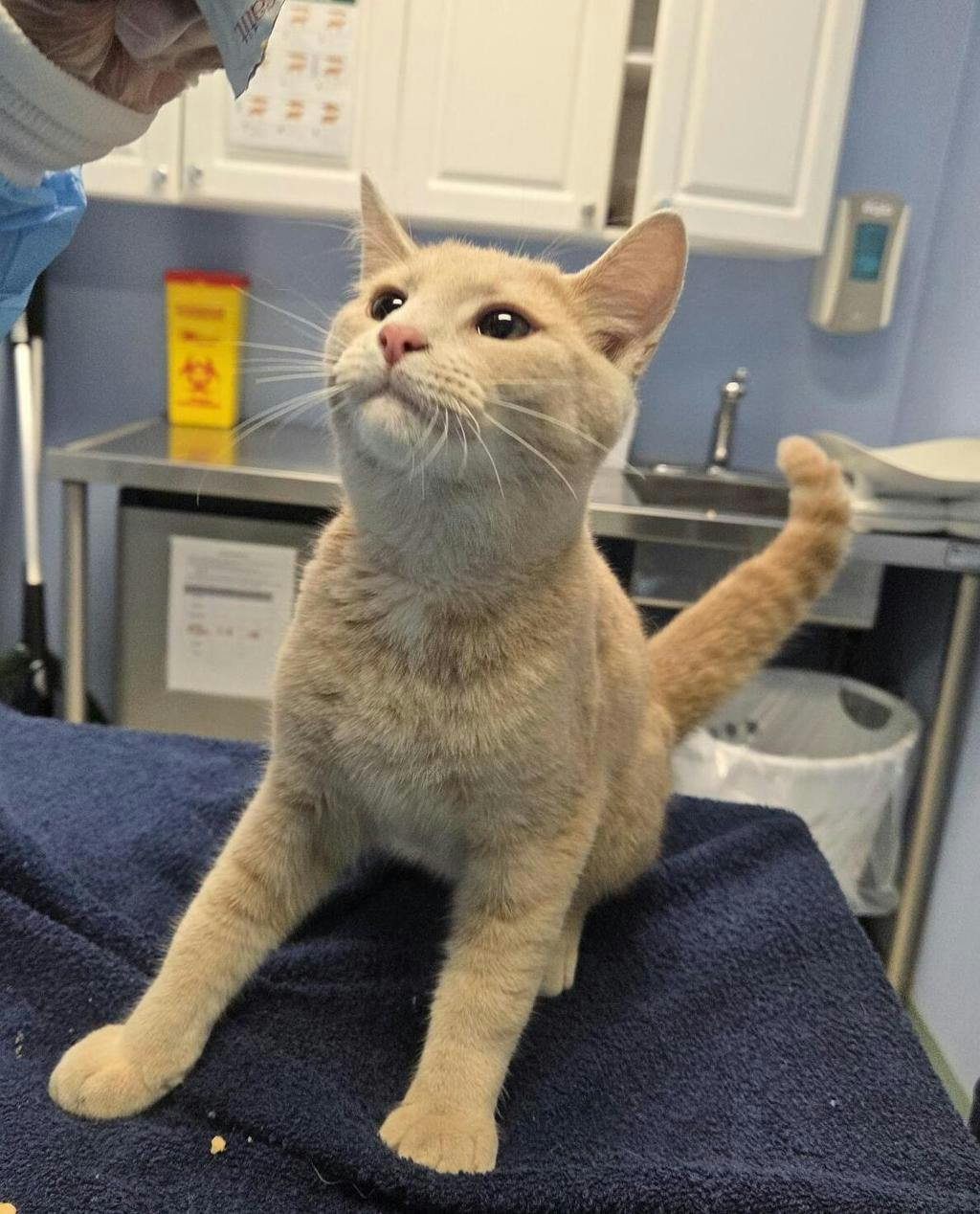 Kraft Dinner (seneca), a 6 months old Buff Male Domestic Short Hair Cat
