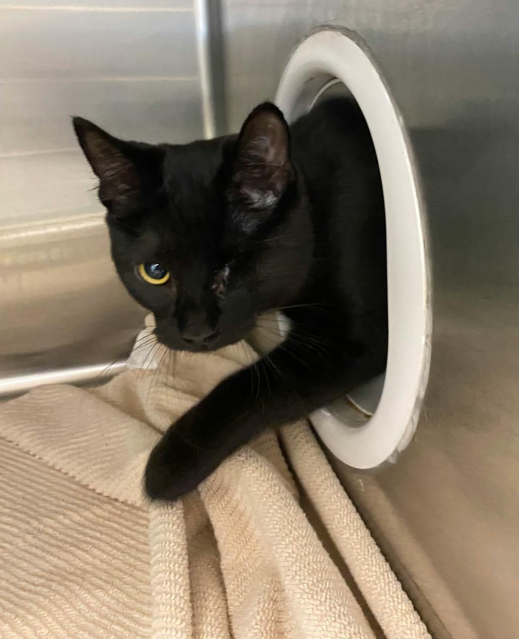 Leela, a 7 months old Black Female Domestic Medium Hair Cat