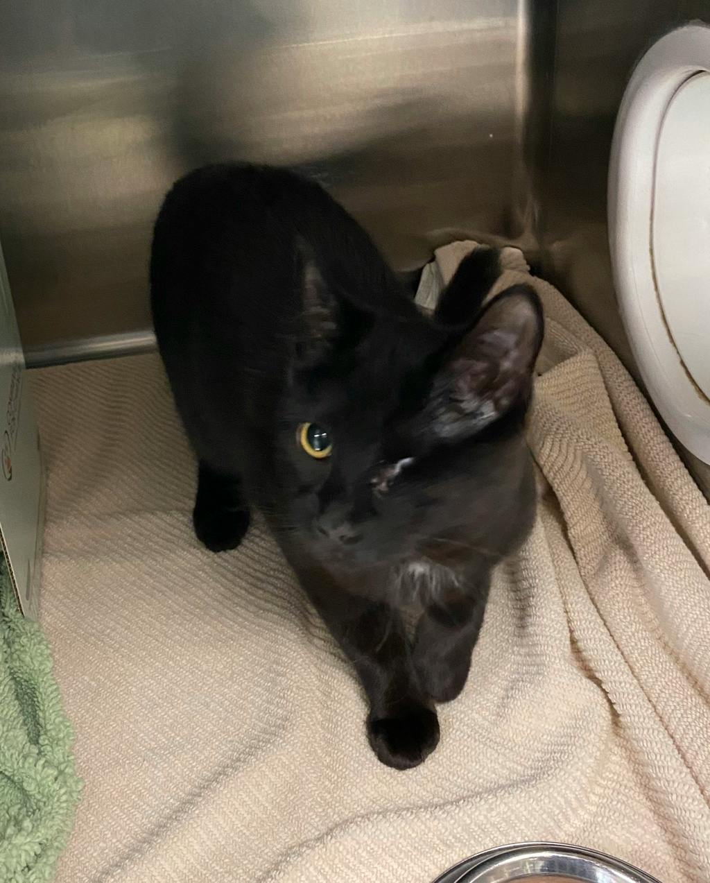 Leela, a 7 months old Black Female Domestic Medium Hair Cat
