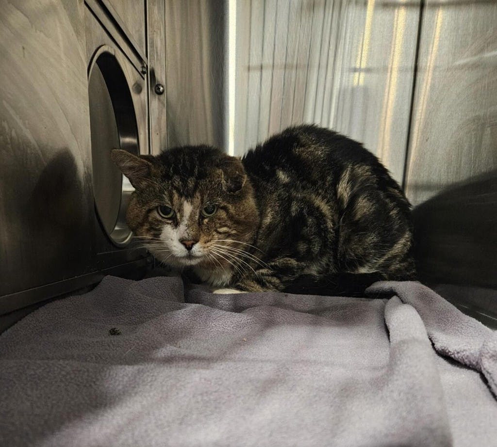 Colt, a 2 years and 6 months old Brown Male Domestic Short Hair Cat