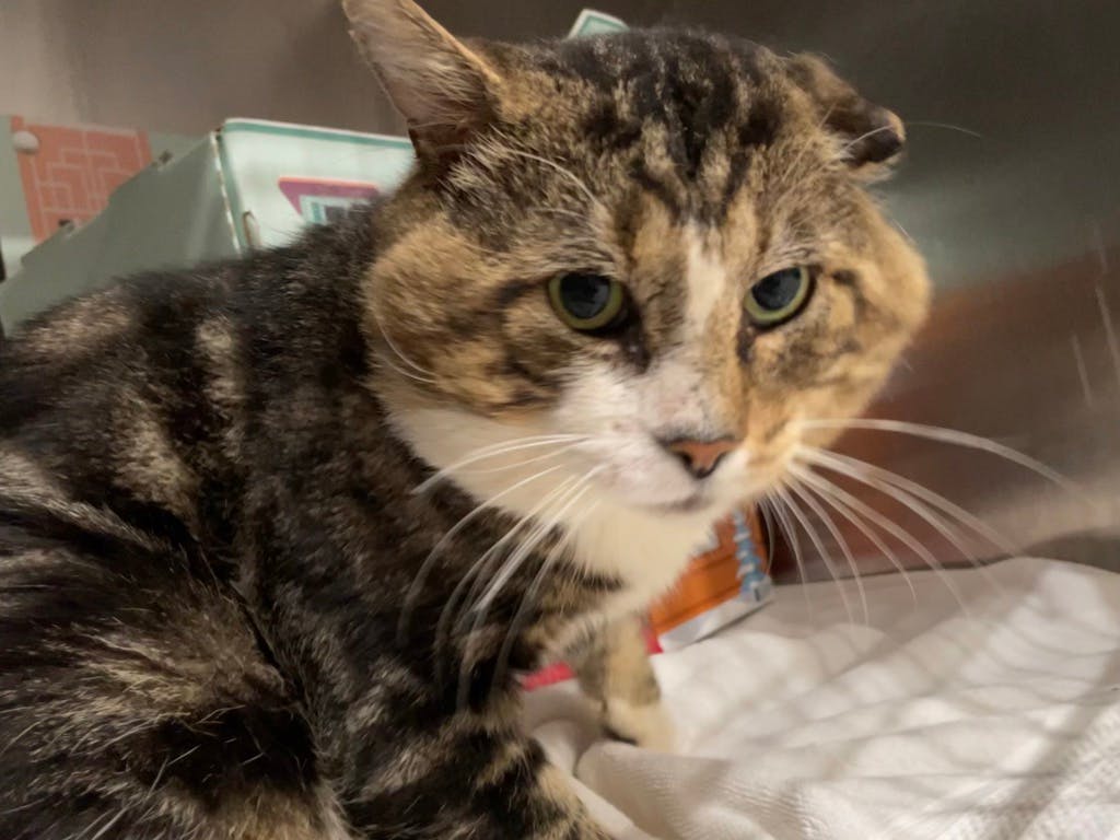 Colt, a 2 years and 6 months old Brown Male Domestic Short Hair Cat