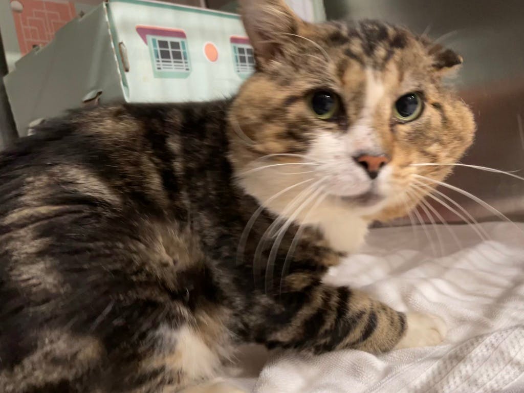 Colt, a 2 years and 6 months old Brown Male Domestic Short Hair Cat