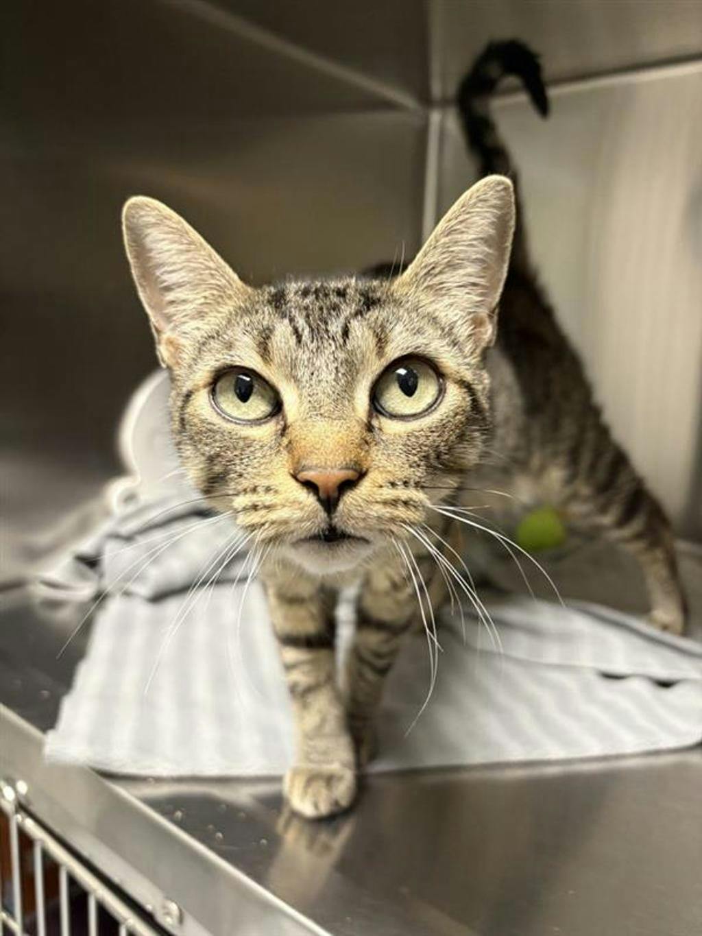 Penny, a 7 years old Grey Tabby Female Domestic Short Hair Cat