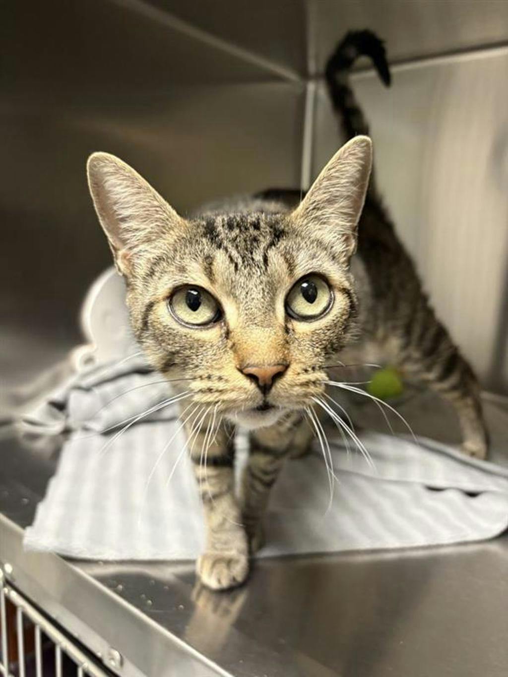 Penny, a 7 years old Grey Tabby Female Domestic Short Hair Cat