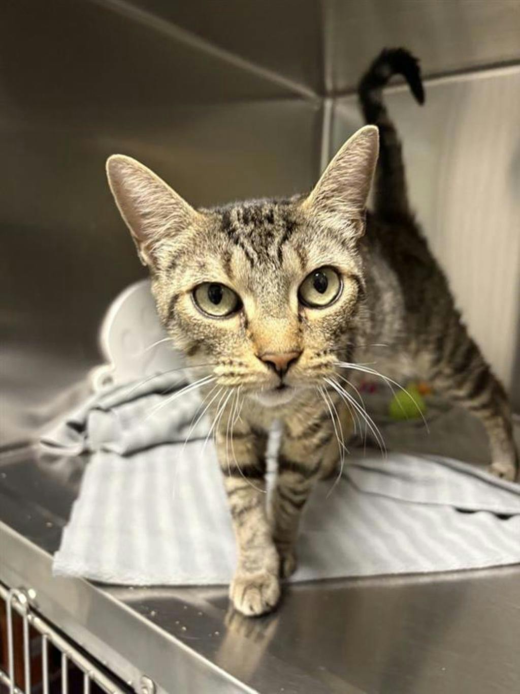 Penny, a 7 years old Grey Tabby Female Domestic Short Hair Cat
