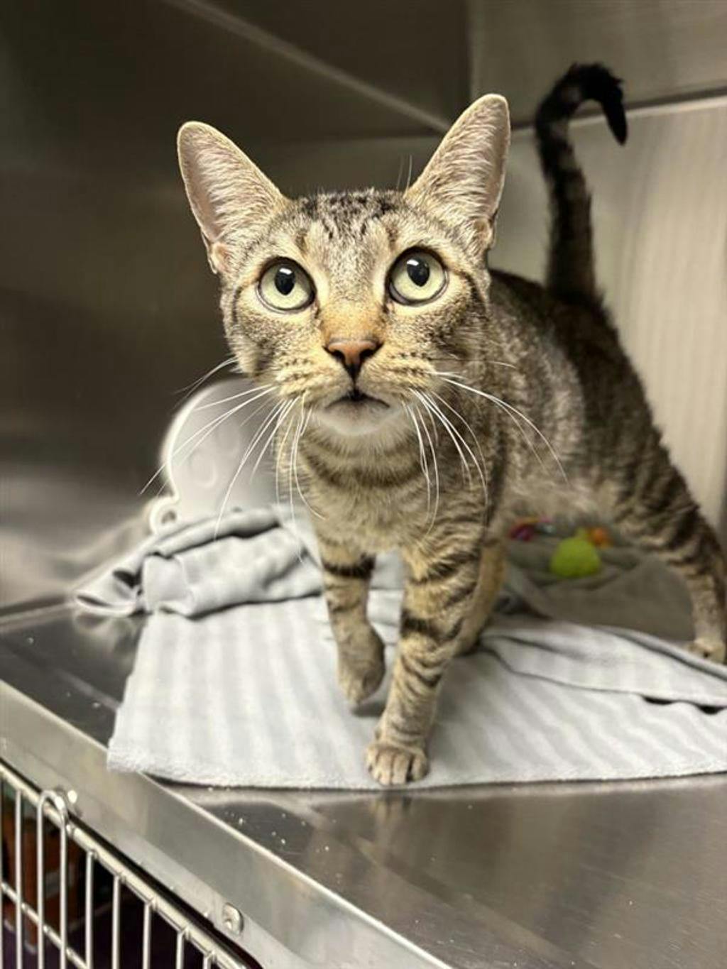 Penny, a 7 years old Grey Tabby Female Domestic Short Hair Cat