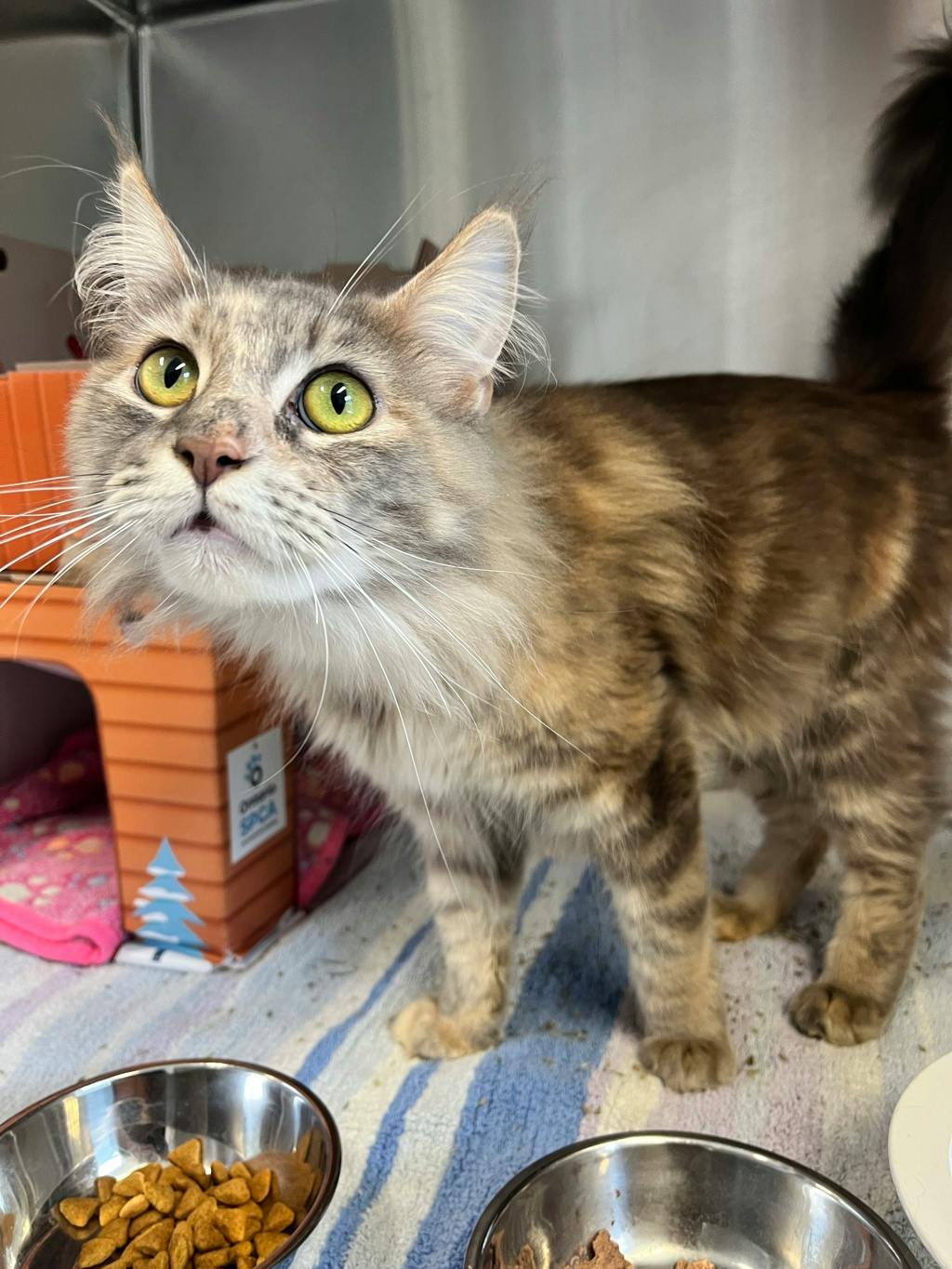 Lala, a 1 year old Brown Female Maine Coon Cat