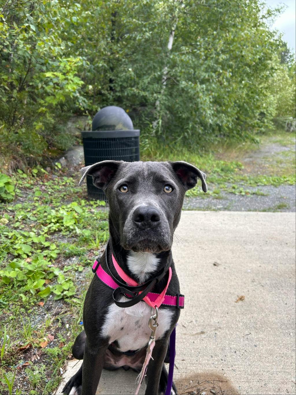 Stella Image
