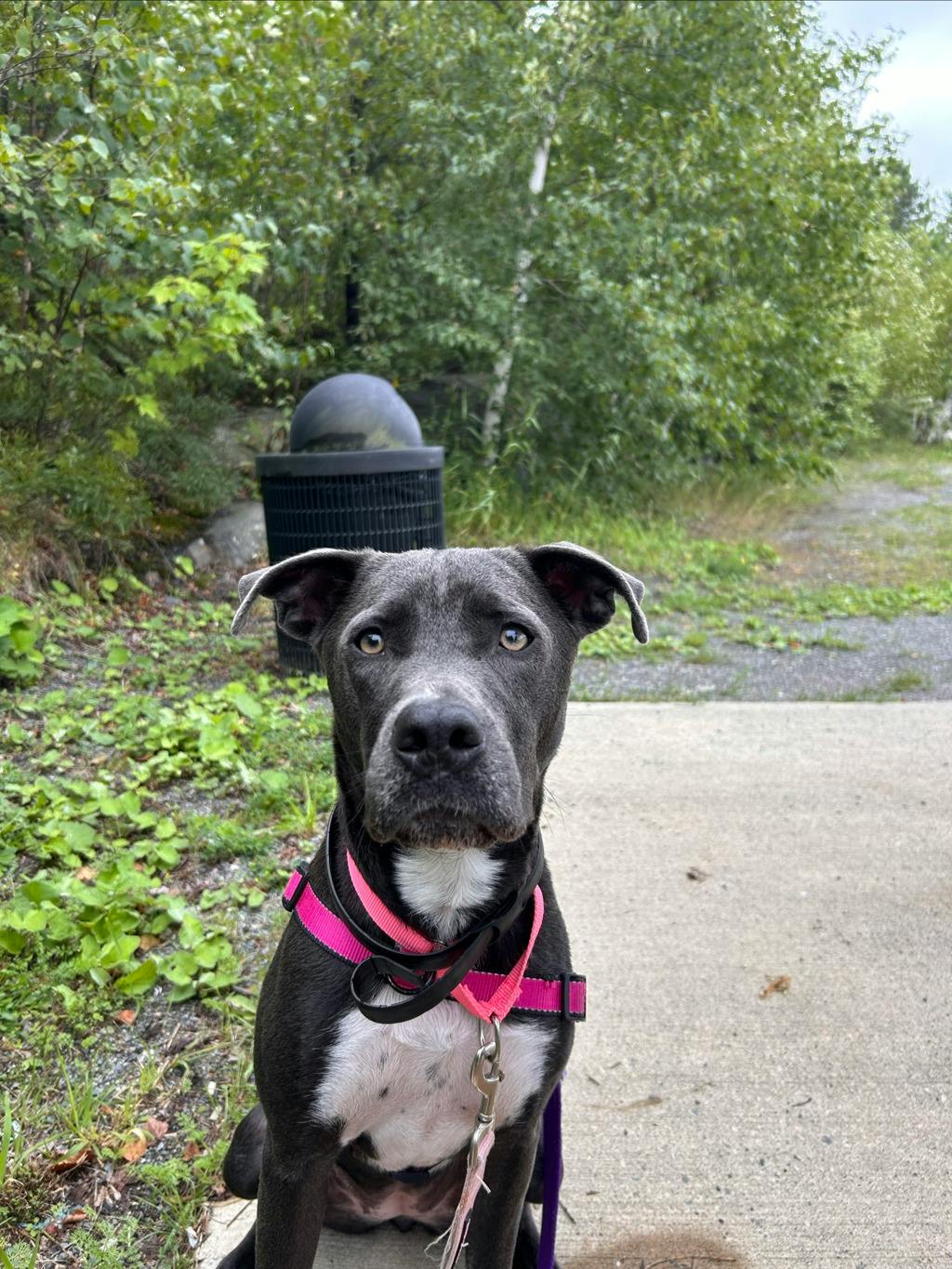 Stella Image