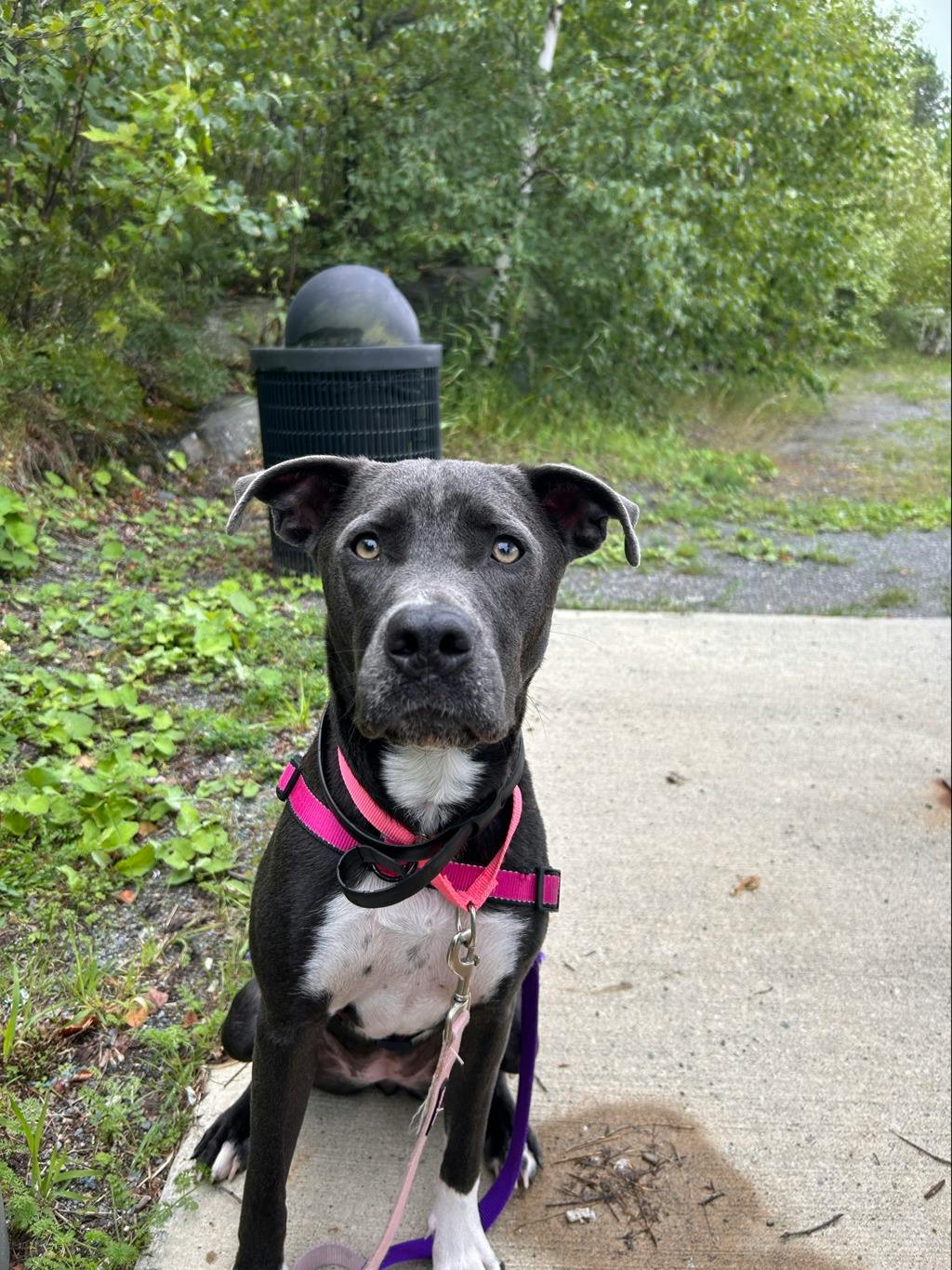 Stella Image