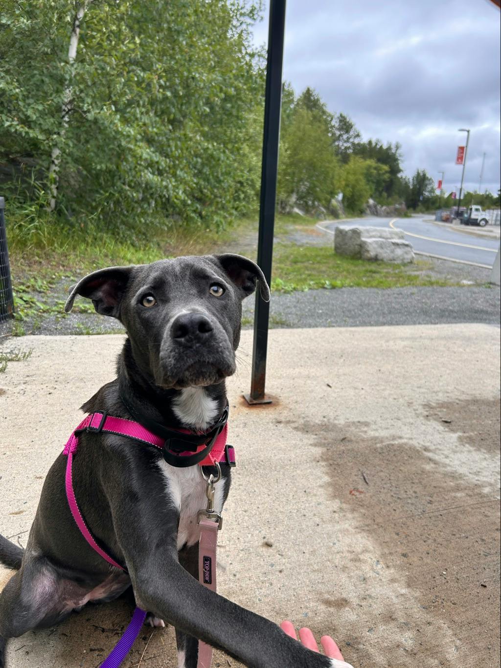 Stella Image