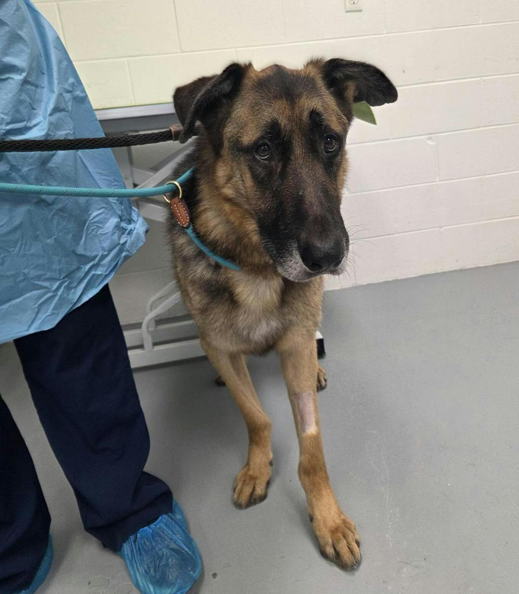 Gimpy, a 4 years and 1 month old Black Male German Shepherd Dog