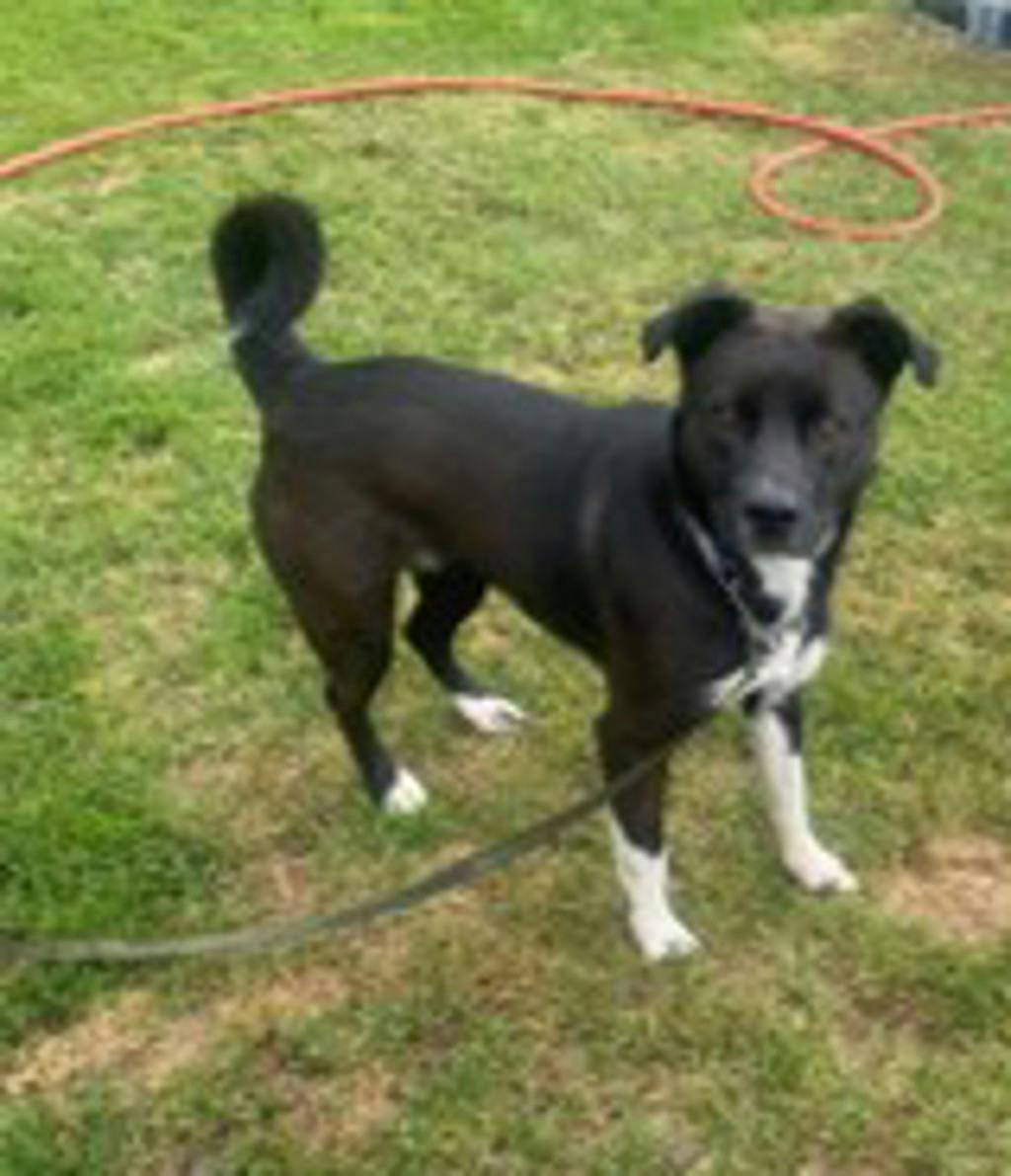 Oreo, a 2 years and 1 month old Black Female Border Collie Dog