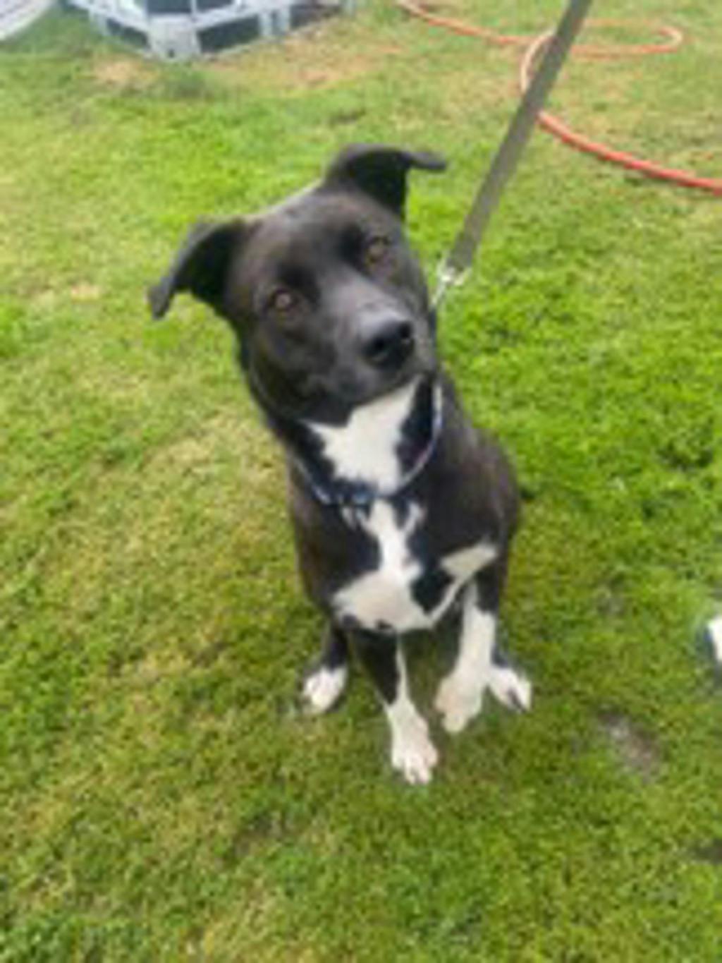 Oreo, a 2 years and 1 month old Black Female Border Collie Dog